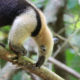 Animaux du parc Corcovado au Costa Rica