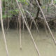 kayak-mangrove-costa-rica-13