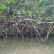 kayak-mangrove-costa-rica-14